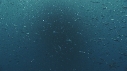 SARDINES