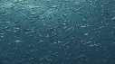 SARDINES
