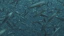 SARDINES