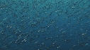 SARDINES