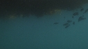 KELP