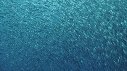SARDINES