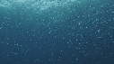 SARDINES