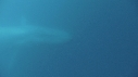 BALEINE BLEUE
