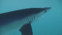 REQUIN PEAU BLEUE