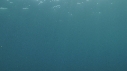 REQUIN PEAU BLEUE