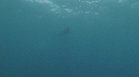 REQUIN PEAU BLEUE