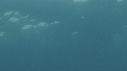REQUIN PEAU BLEUE