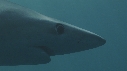 REQUIN PEAU BLEUE