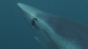 REQUIN PEAU BLEUE