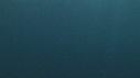 REQUIN PEAU BLEUE