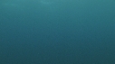 REQUIN PEAU BLEUE