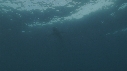 REQUIN PEAU BLEUE