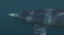 REQUIN PEAU BLEUE