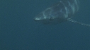 REQUIN PEAU BLEUE