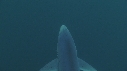 REQUIN PEAU BLEUE