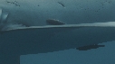REQUIN PEAU BLEUE