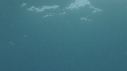 REQUIN PEAU BLEUE