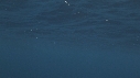 REQUIN MAKO