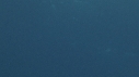REQUIN MAKO