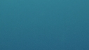 REQUIN MAKO