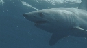 REQUIN MAKO