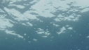 REQUIN MAKO