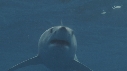 REQUIN MAKO