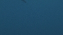 REQUIN MAKO