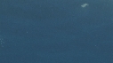 REQUIN MAKO