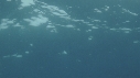 REQUIN MAKO
