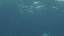 REQUIN MAKO