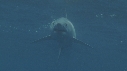REQUIN MAKO