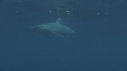 REQUIN MAKO
