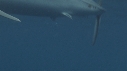 REQUIN MAKO