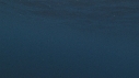 REQUIN MAKO