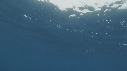 REQUIN MAKO