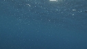 REQUIN MAKO