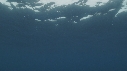REQUIN MAKO