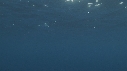 REQUIN MAKO