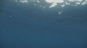 REQUIN MAKO