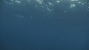 REQUIN MAKO