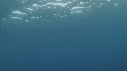 REQUIN MAKO
