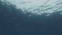 REQUIN MAKO