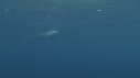 REQUIN MAKO