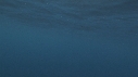 REQUIN MAKO