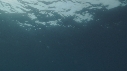 REQUIN MAKO