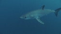 REQUIN MAKO