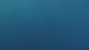 REQUIN MAKO