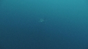 REQUIN MAKO